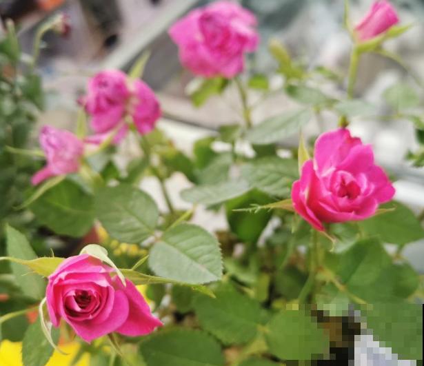 代表爱意的玫瑰花，在家种一些，开花好看送人有诚意