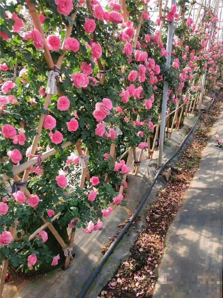 花园三剑客也要换盆,越冷长得越旺,明年呼呼开花 花园三剑客也要换盆,越冷长得越旺,明年呼呼开花