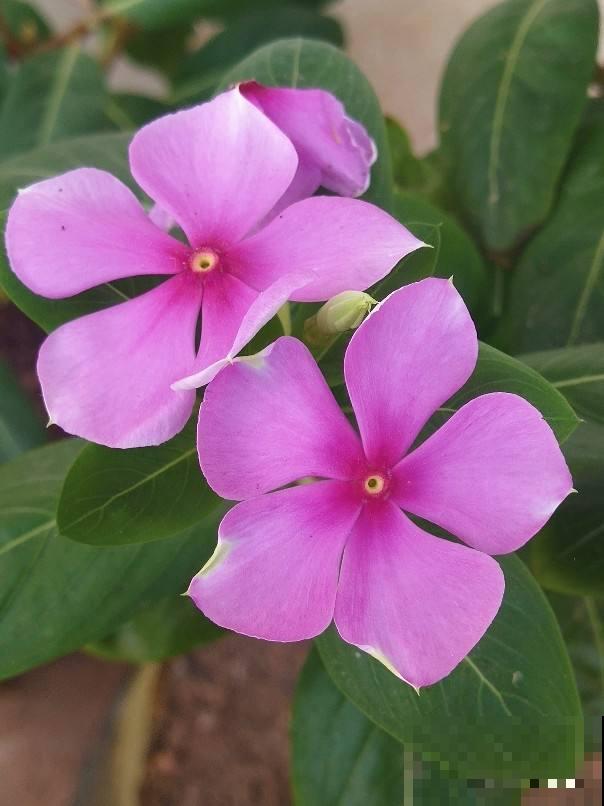 30种春天的路边花，都很常见，却很少知道叫什么