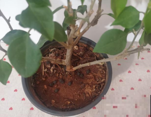 养殖三角梅，扦插想成功，这5点要记住