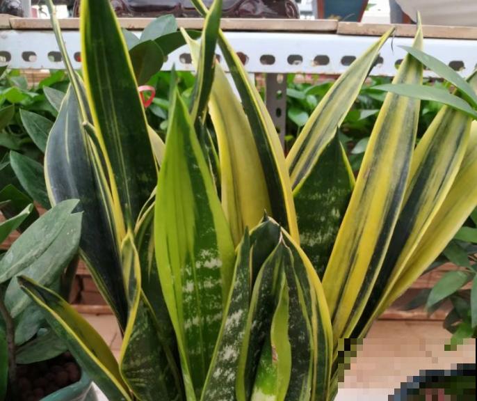 两种虎皮兰长相不一样，养殖却差不多，学会这3点长势更好