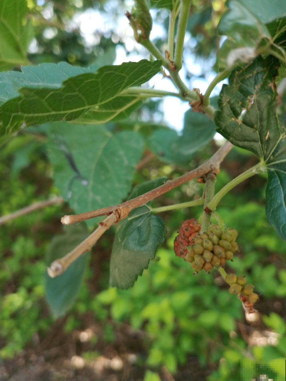 小时候常见的10种野果,9成人叫不全名字,你能叫上几个? 小时候常见的10种野果,9成人叫不全名字,你能叫上几个?