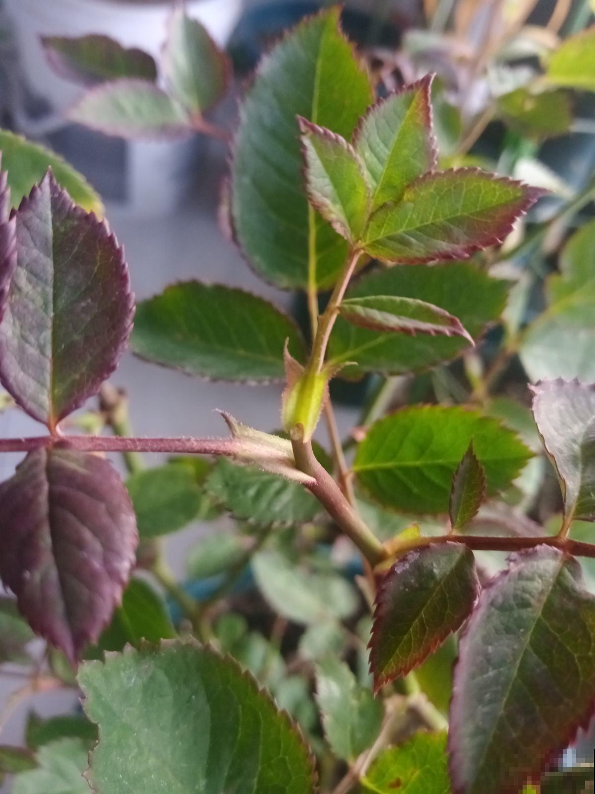 浇水可以靠天吃饭，抹芽只能一点点动手了，学会了就是养花高手