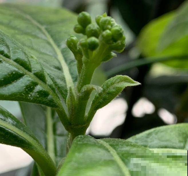 养花用对磷酸二氢钾，保花保果还促花，具体方法赶紧学