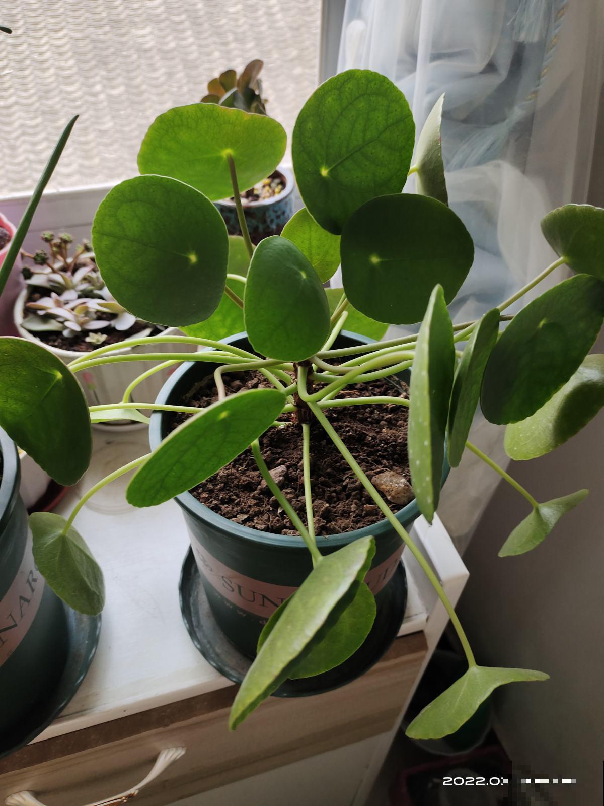 厨房养盆花，远离油烟，空气重新变清新