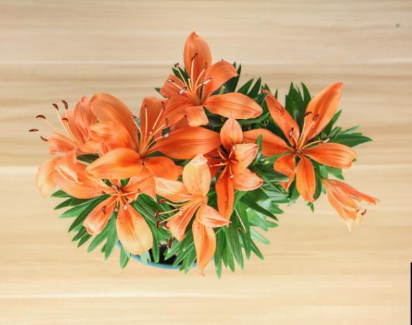 百合种球发芽后，养殖要注意这5点，后期开花好看