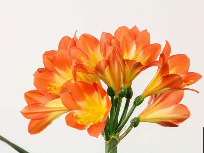 室内养4种花，呼呼爆花花芽，好养的很