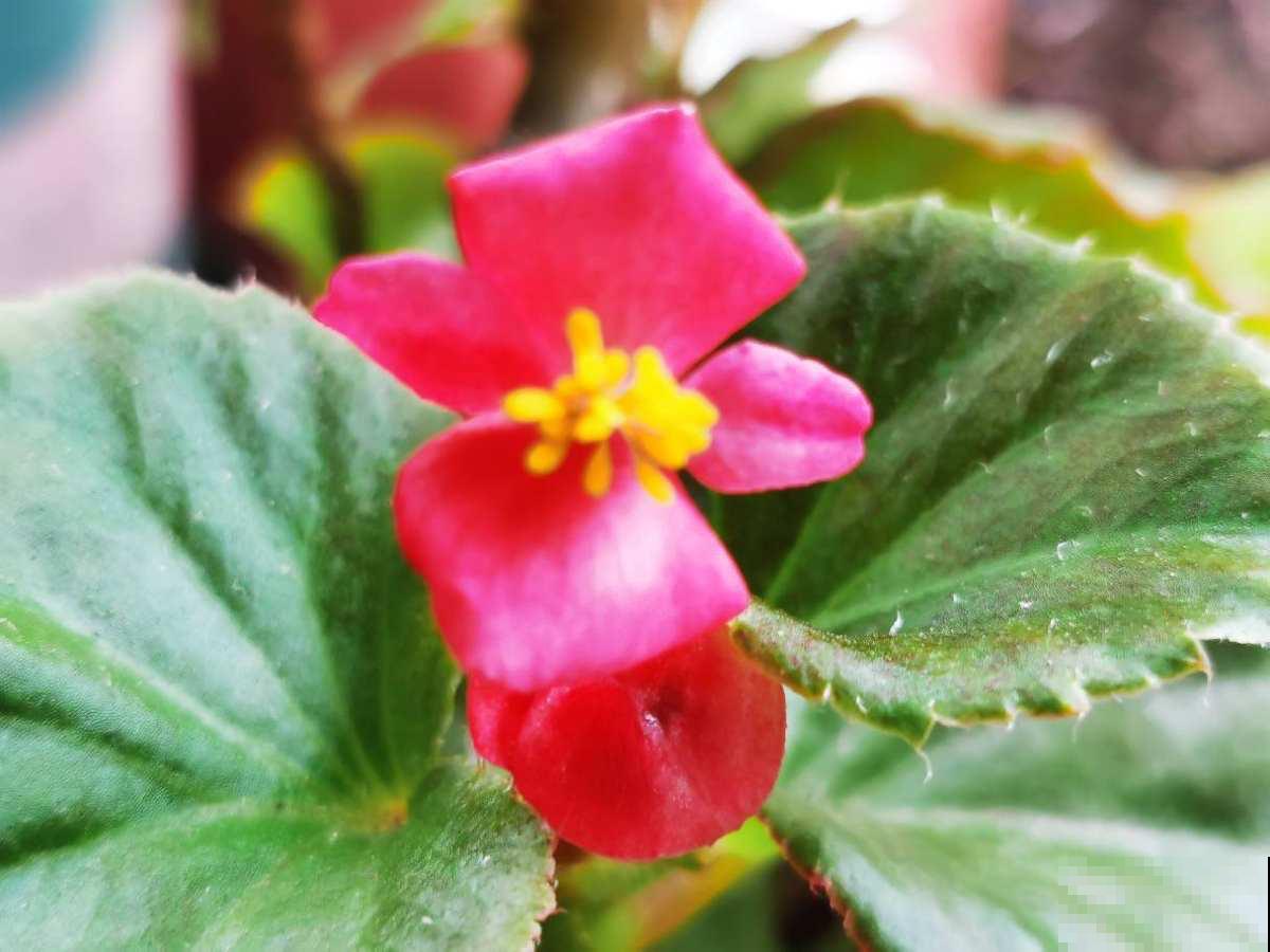 4种花，叶子不能碰水，一喷水就完蛋，千万注意