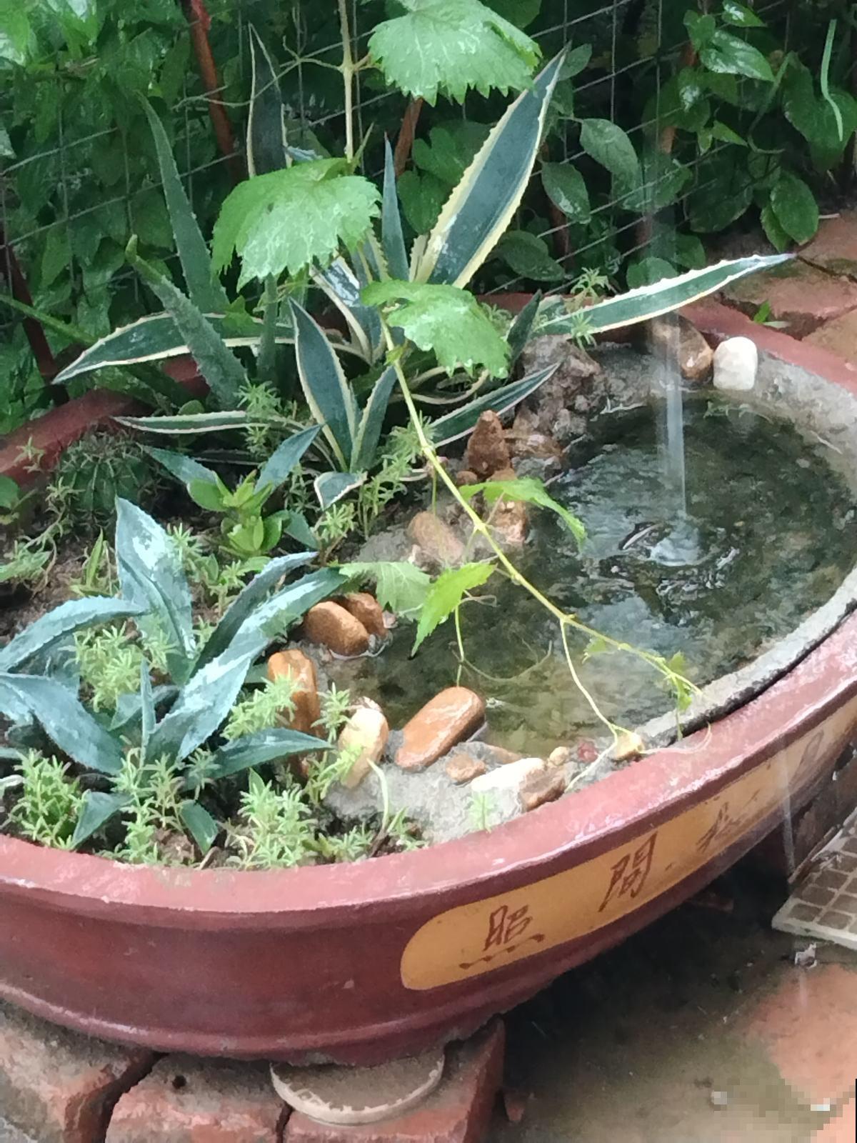 一般花友都不说的养花技巧,学会了就是资深花友,花越长越旺 一般花友都不说的养花技巧,学会了就是资深花友,花越长越旺