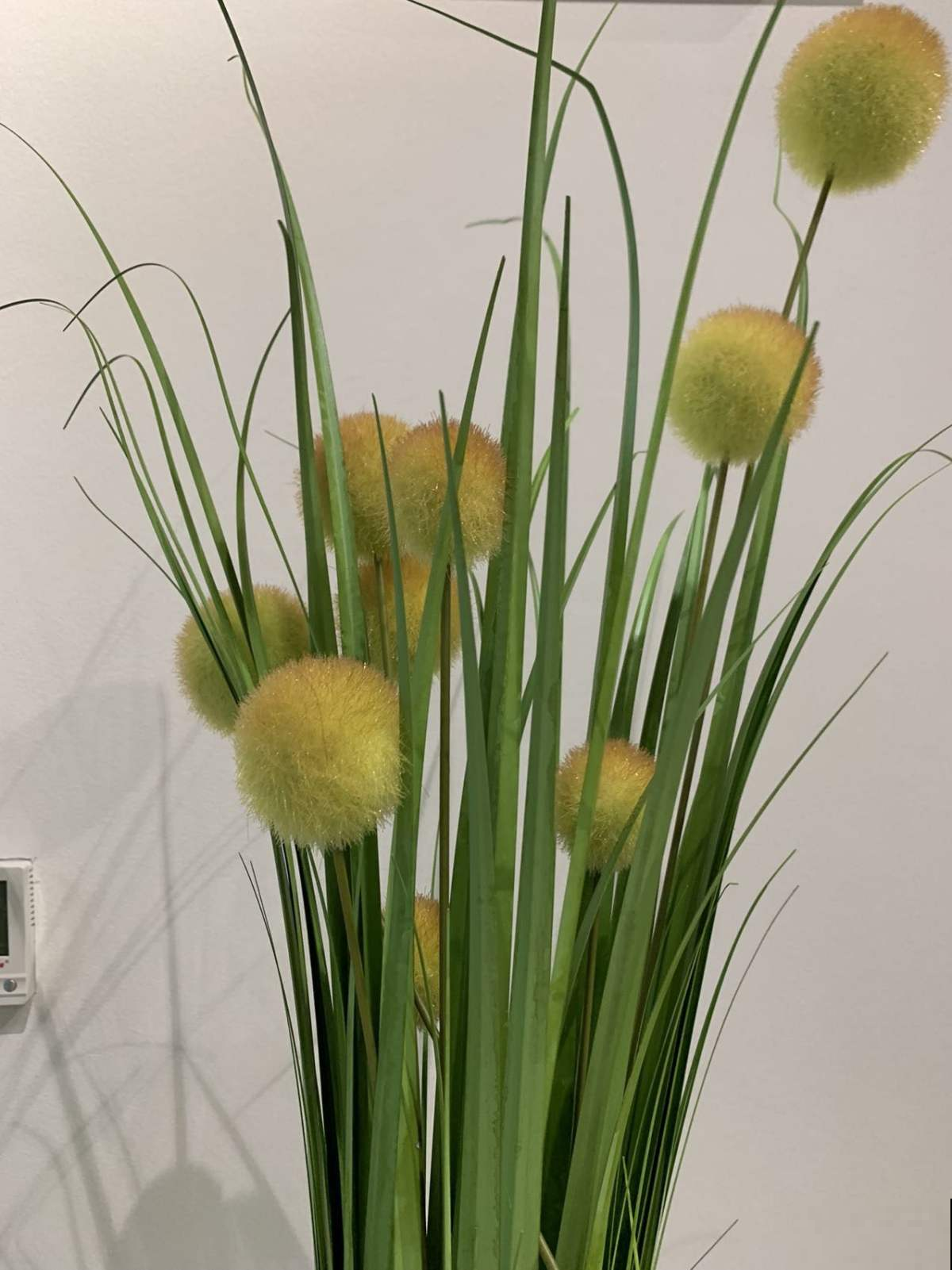 春天路边开满花，30种花能认识一半，就是植物大神