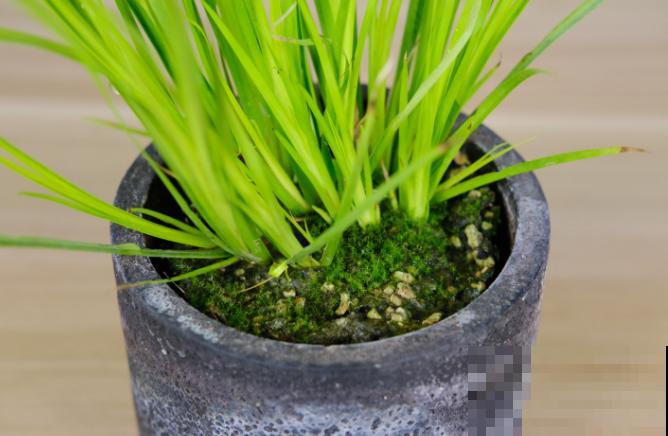 叶子尖端干裂，赶紧喷水，多通风才是硬道理