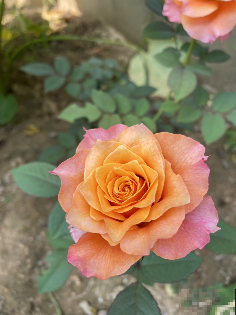 女人如玫瑰，每天用点玫瑰花，养颜养身体