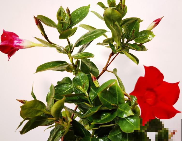 1种花满面爬墙，剪个枝条插土里，呼呼长出绿芽芽