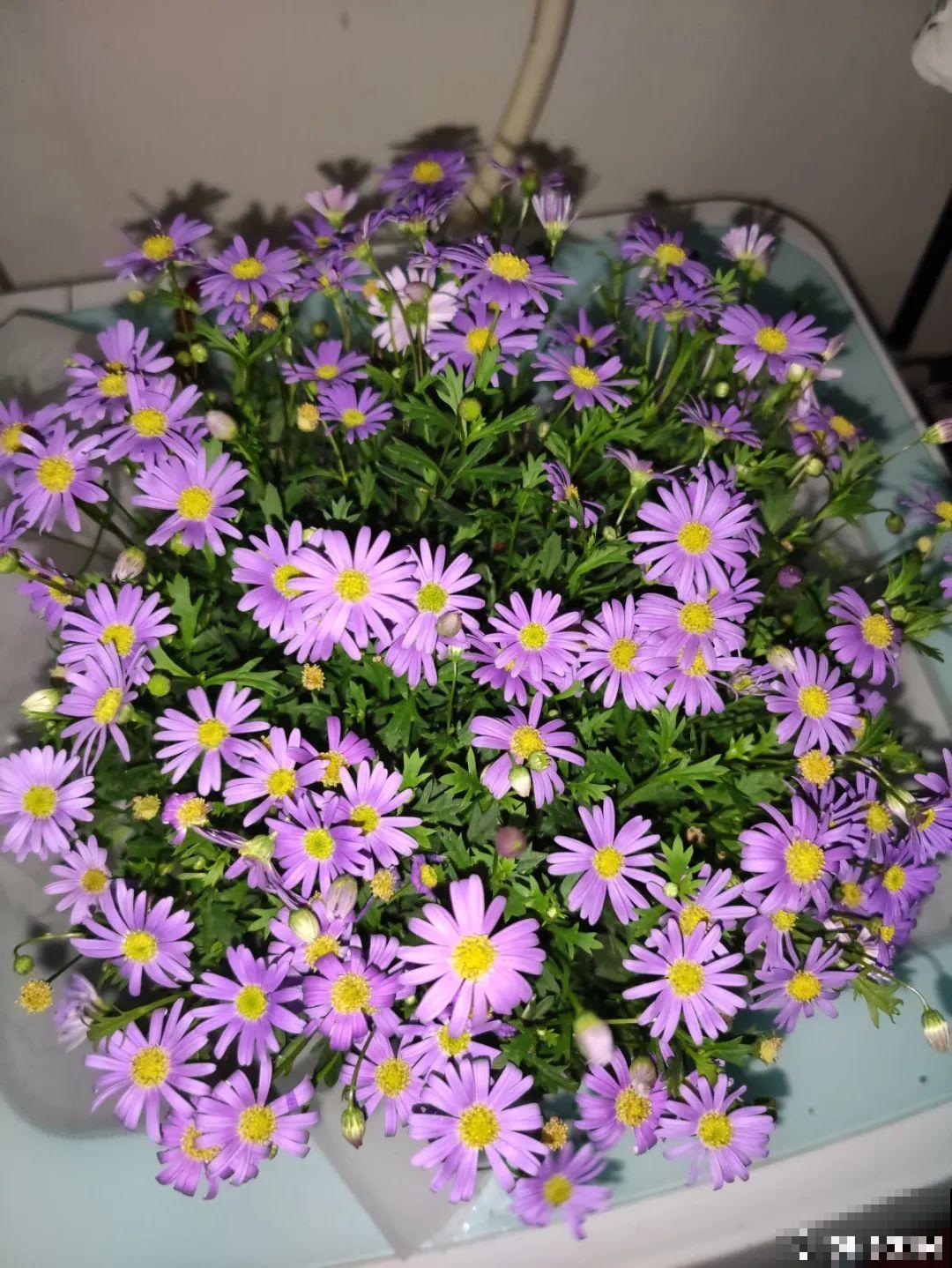 草花中的“小霸王”,耐热耐寒耐阴,开花能开大半年! 草花中的“小霸王”,耐热耐寒耐阴,开花能开大半年!