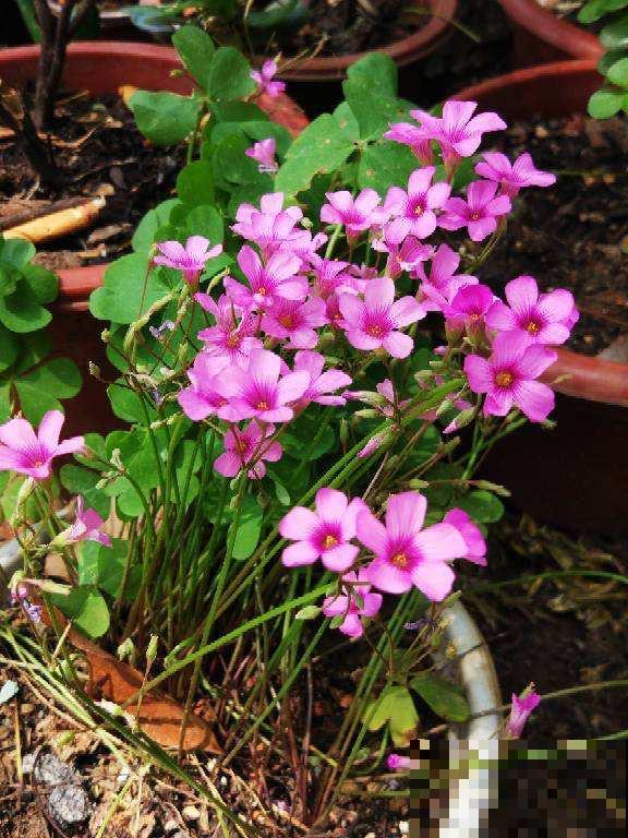 成活率特高的10种花，养了就爆盆，花开停不下来
