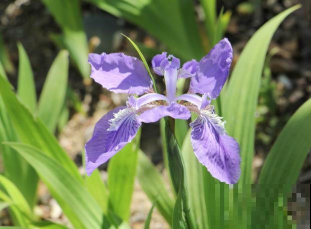 院子里撒把种子,开出满园花海,院子党赶紧种起来 院子里撒把种子,开出满园花海,院子党赶紧种起来
