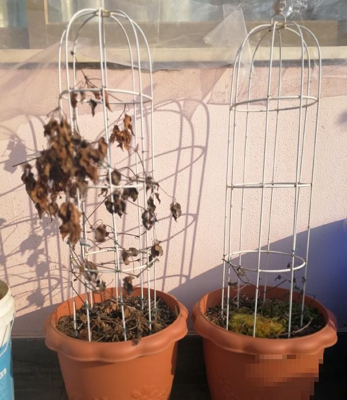 花园三剑客也要换盆,越冷长得越旺,明年呼呼开花 花园三剑客也要换盆,越冷长得越旺,明年呼呼开花