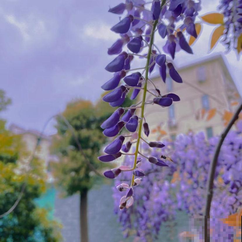 客厅有树,十有九富,6种“旺财树”,养在家里招财又旺家 客厅有树,十有九富,6种“旺财树”,养在家里招财又旺家