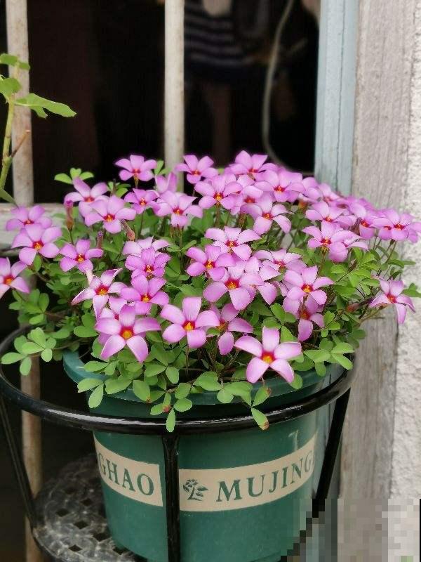 8种“不死花”,多肉都能养死的可以一试,小众又好养 8种“不死花”,多肉都能养死的可以一试,小众又好养