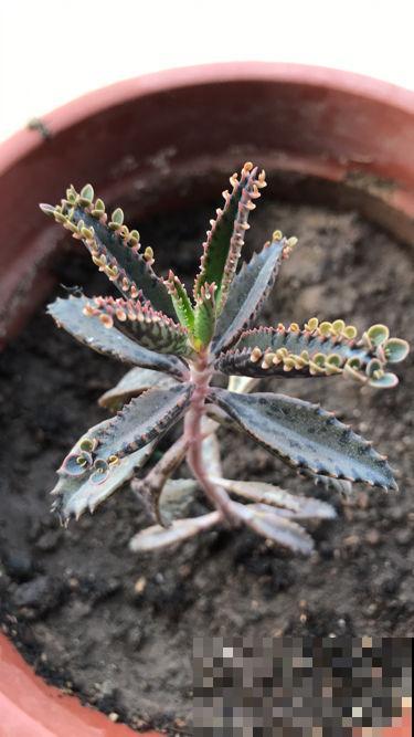 8种“不死花”,多肉都能养死的可以一试,小众又好养 8种“不死花”,多肉都能养死的可以一试,小众又好养