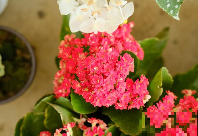 会变色的5种花,春天养家里,奇特有乐趣,阳台变花园 会变色的5种花,春天养家里,奇特有乐趣,阳台变花园