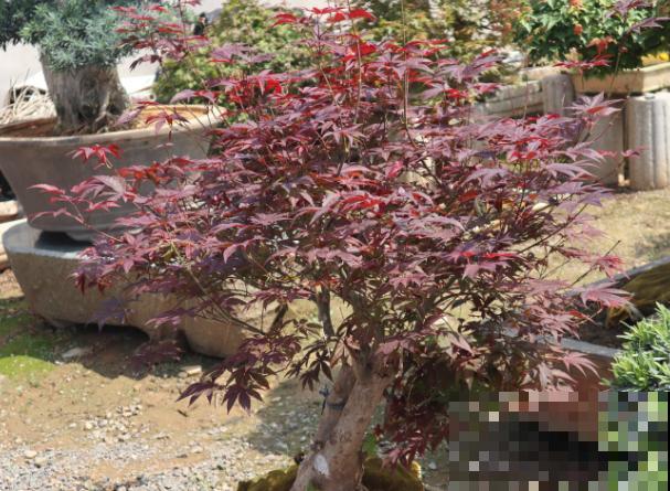 红枫叶子枯萎，一定要注意，和这4点脱不了干系