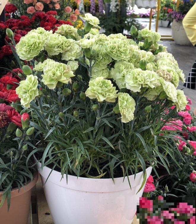 1种花满盆花苞,春天养正好,爆盆很容易 1种花满盆花苞,春天养正好,爆盆很容易