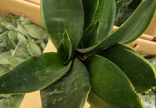 虎皮兰掰个叶子,插土里就能活,1盆变多盆 虎皮兰掰个叶子,插土里就能活,1盆变多盆