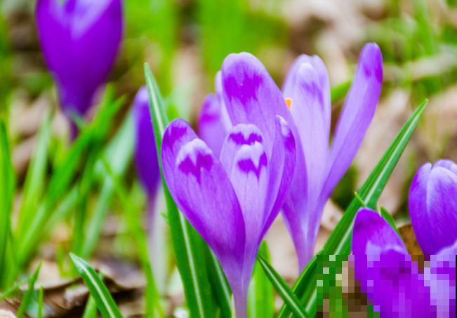 藏红花球茎栽培简单，记住这4步，轻松养殖