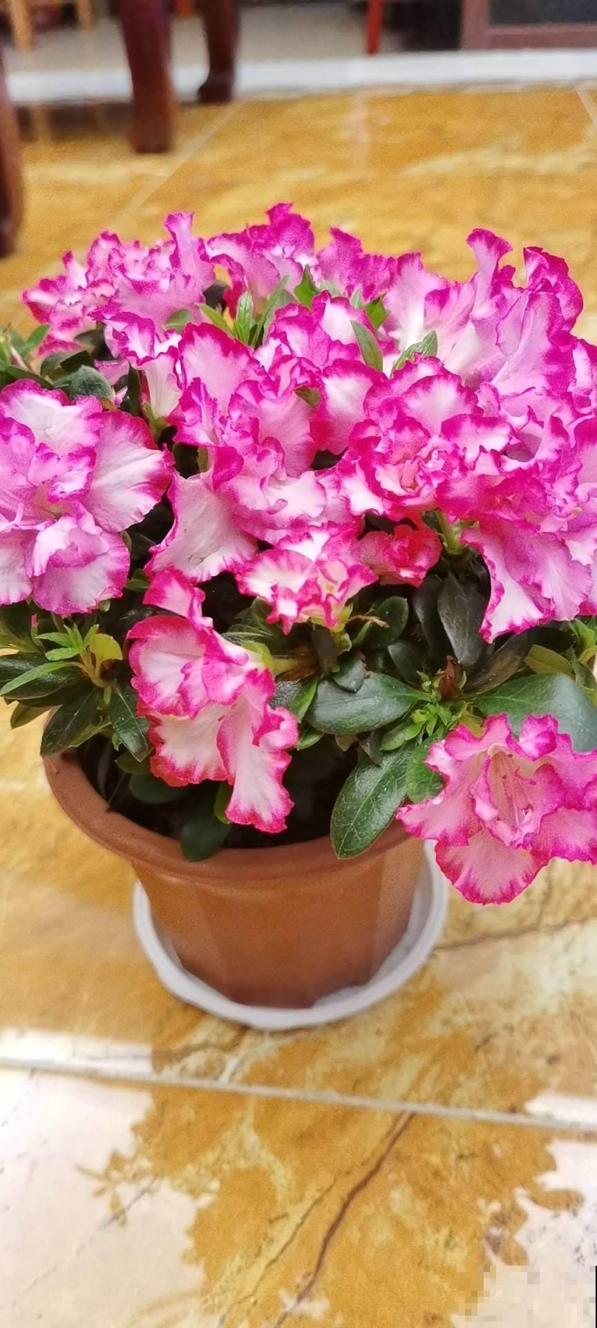 耐半阴的开花植物，家里光不好也能呼呼开花，满屋子都是香味