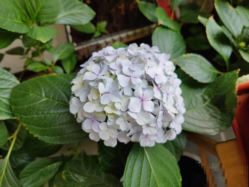 耐半阴的开花植物，家里光不好也能呼呼开花，满屋子都是香味