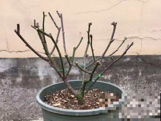 花园三剑客也要换盆,越冷长得越旺,明年呼呼开花 花园三剑客也要换盆,越冷长得越旺,明年呼呼开花