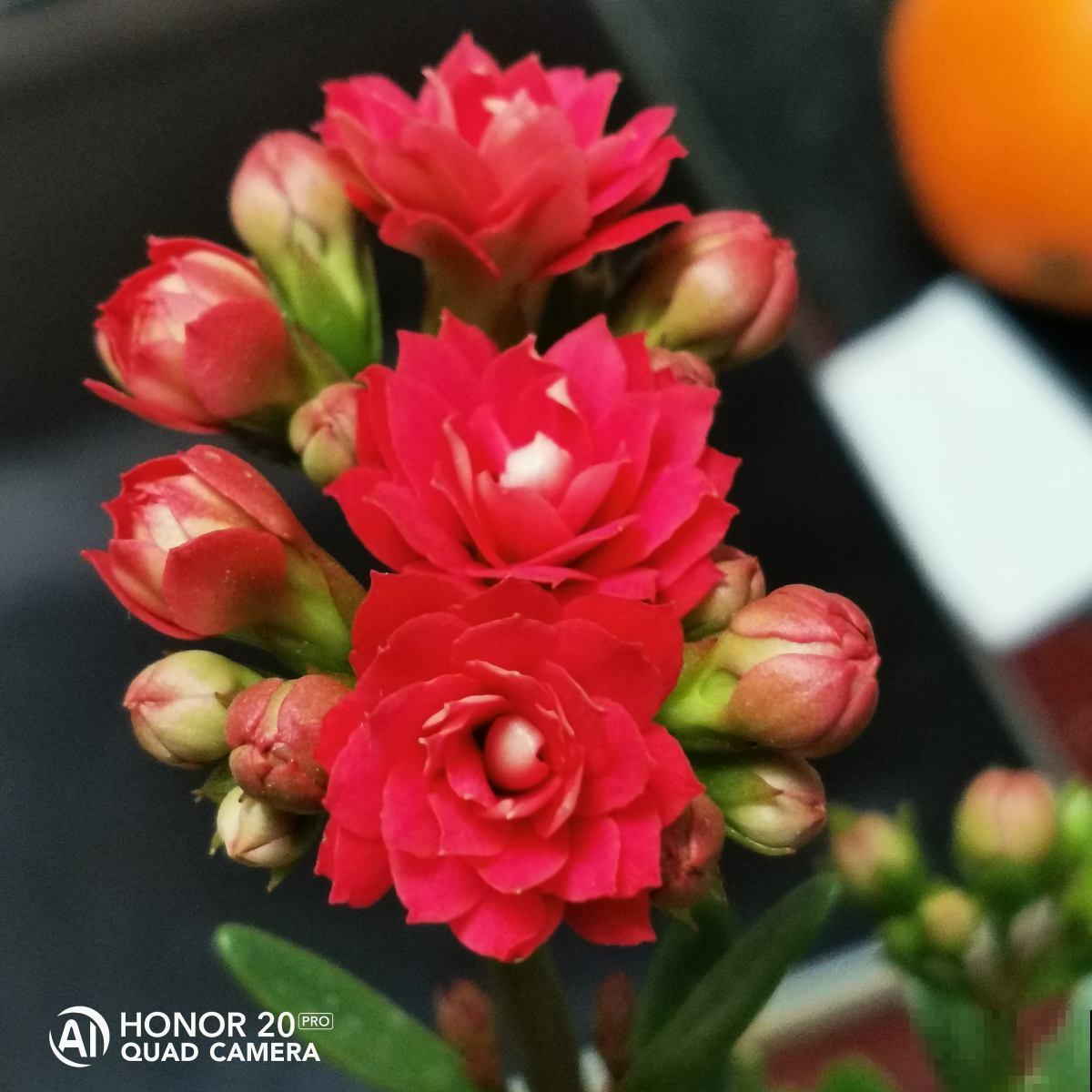 4种花冬天扦插反而更好，大白根呼呼冒，春天就开花