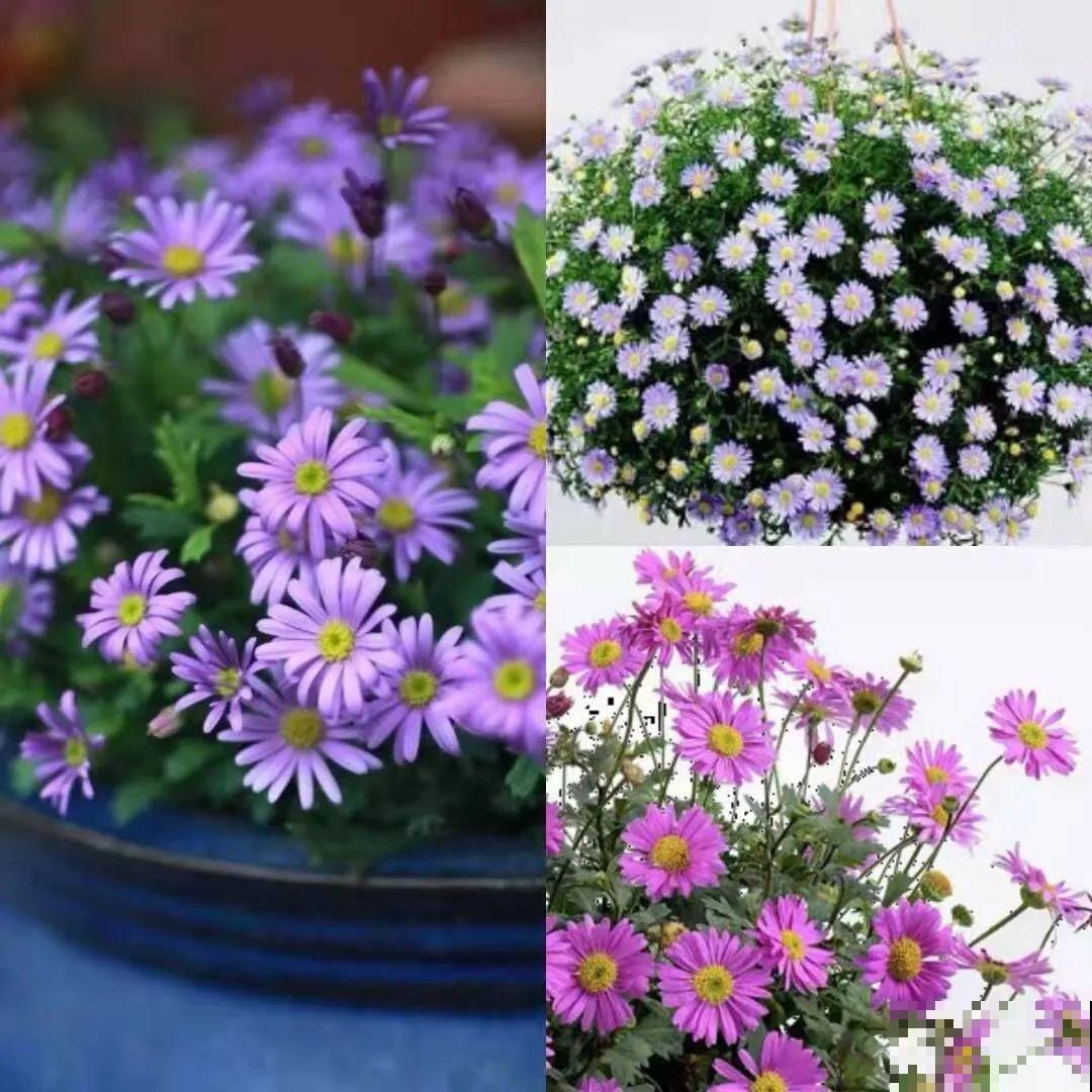 草花中的“小霸王”,耐热耐寒耐阴,开花能开大半年! 草花中的“小霸王”,耐热耐寒耐阴,开花能开大半年!