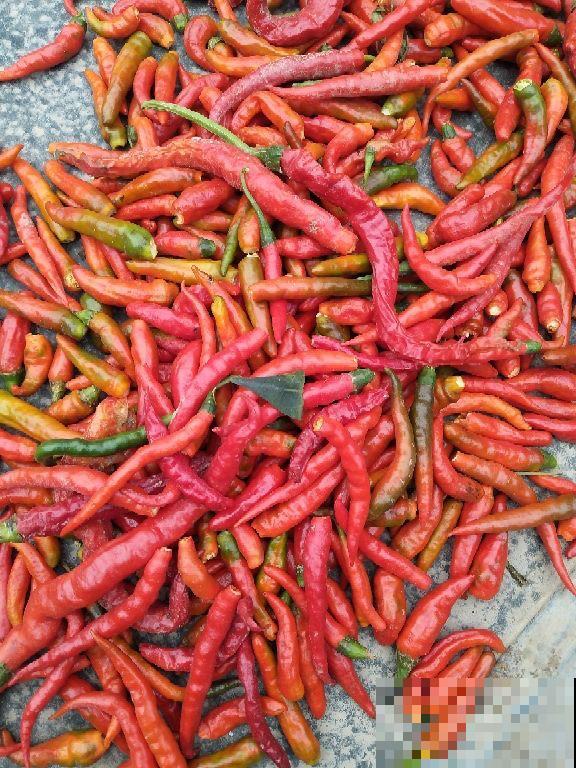 养花生虫不断,3个民间笨方法,杀虫安全又放心 养花生虫不断,3个民间笨方法,杀虫安全又放心