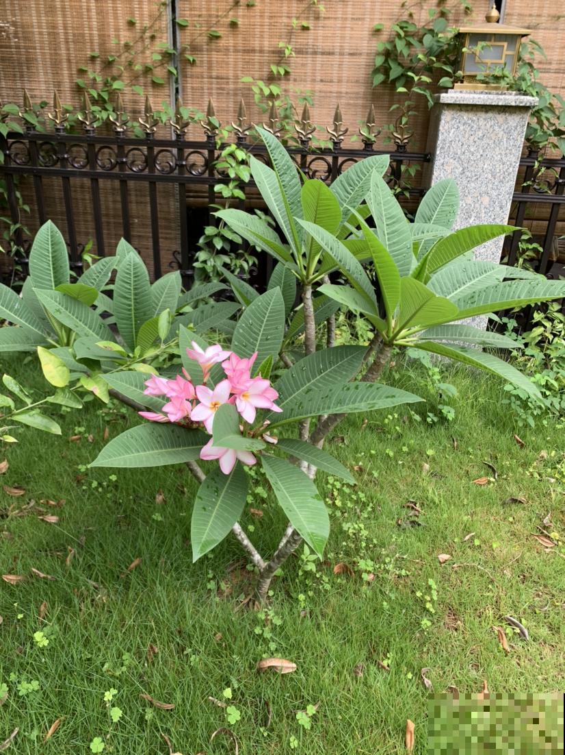 三月养花，要抓住催花机会，3点没做好今年不开花