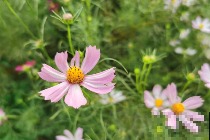 家里养殖花卉，这5种最受蜜蜂喜欢，养殖要注意