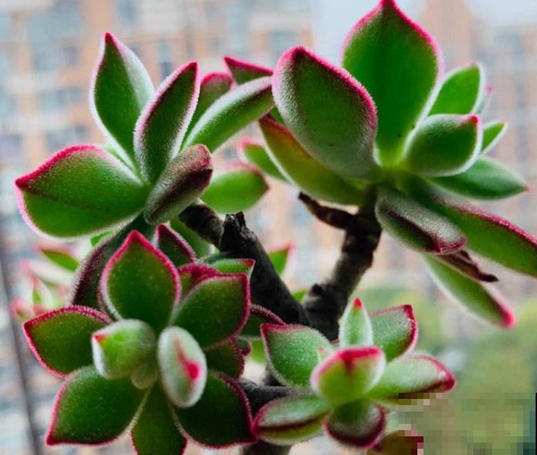 锦晃星剪个头，爆出密密麻麻小侧芽，爆盆很容易