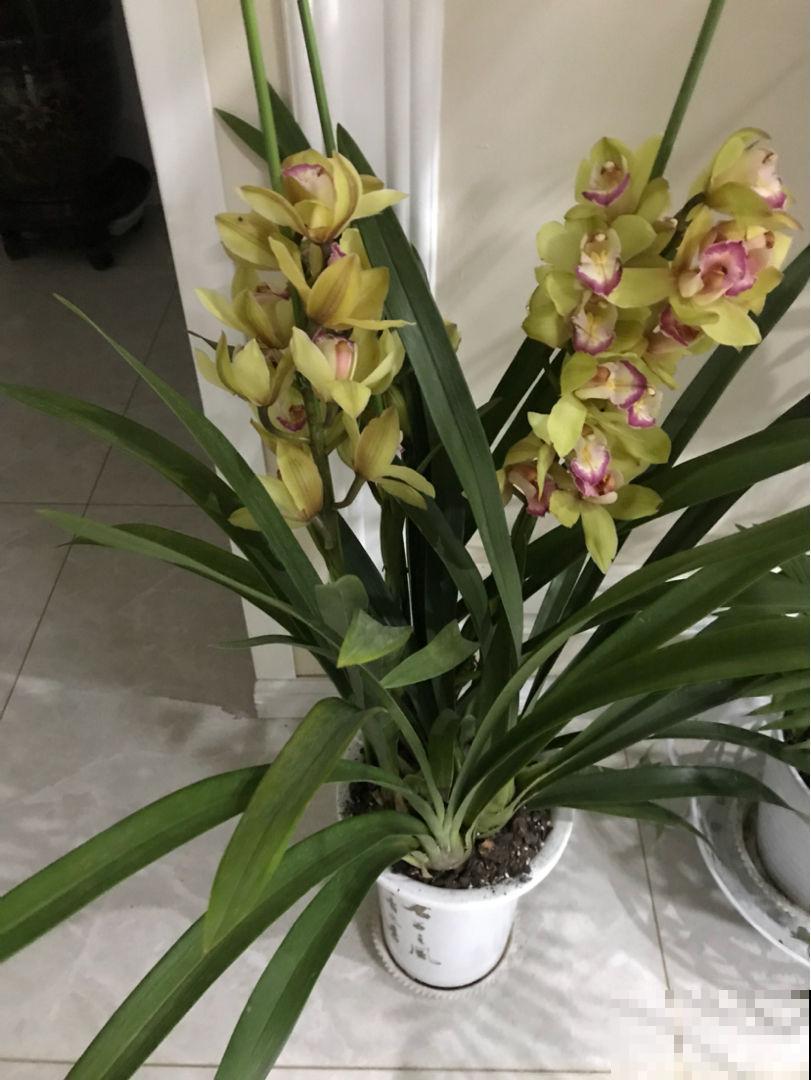 4种带“兰”字的花,过年遭哄抢,搬回家却变“一次性”,值吗 4种带“兰”字的花,过年遭哄抢,搬回家却变“一次性”,值吗