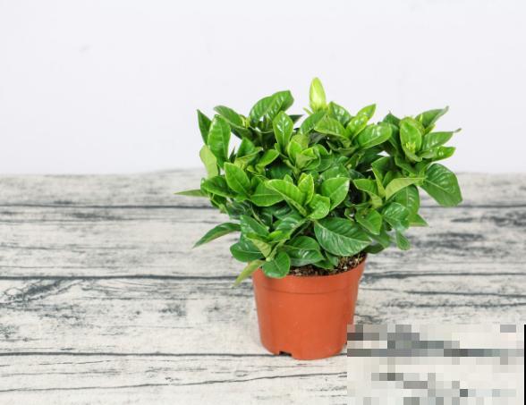 栀子花黄叶，记住这4点，轻松补救