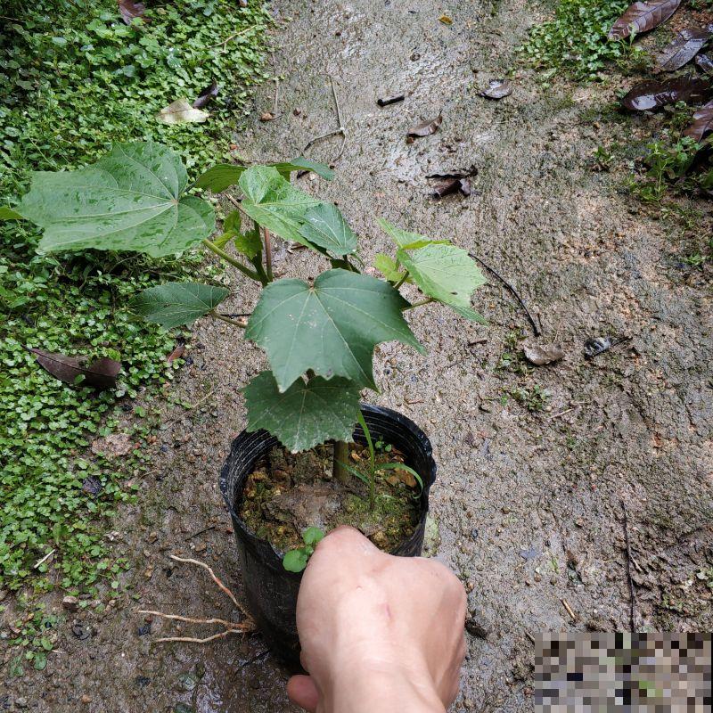想要只要木芙蓉的种植方法，来看看这4点，轻松种植