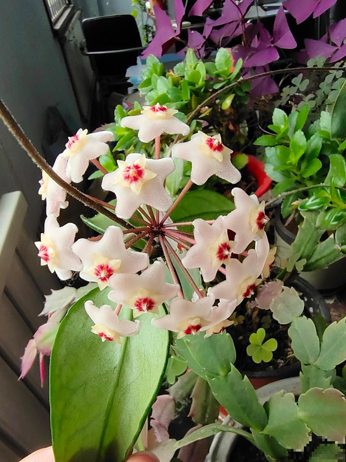 极难养死的4种花，绿萝只排最后一名，能养死算你牛