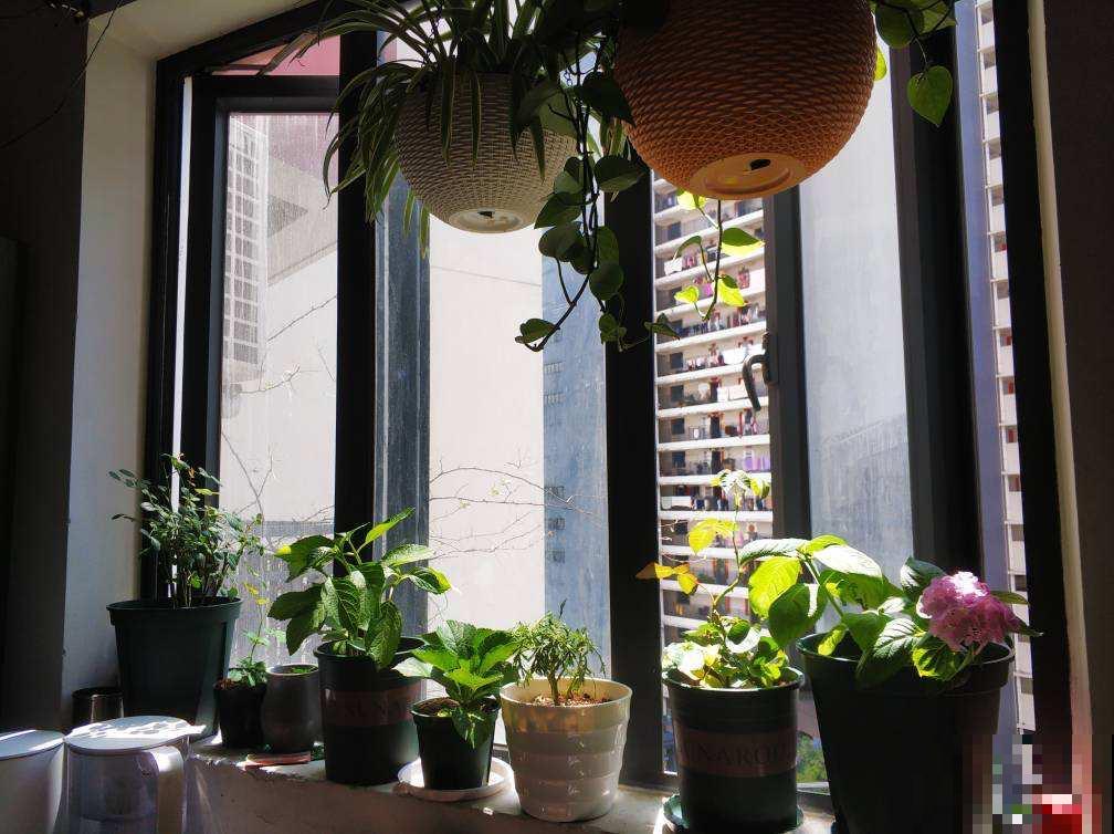 养花界的谣言,真是“害人”,你踩过几个坑? 养花界的谣言,真是“害人”,你踩过几个坑?