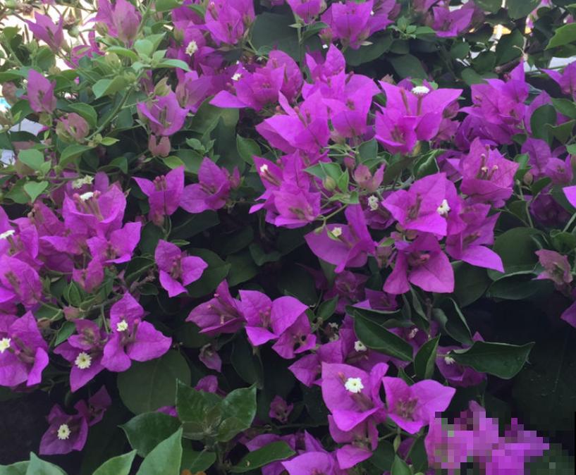 春天想让三角梅爆开花,要注意5点养护,阳台变花园 春天想让三角梅爆开花,要注意5点养护,阳台变花园