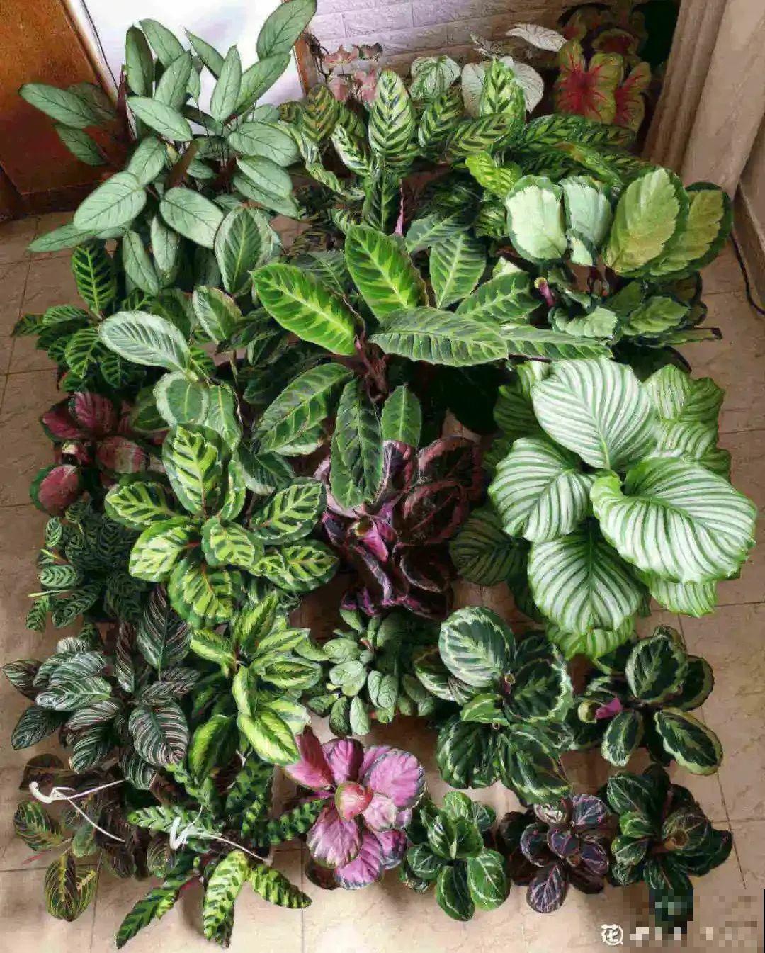 家里的花别乱放，放错地方，容易把花养死！