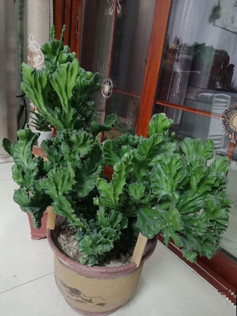 邻居捡了一棵怪植物,栽花盆里养5年,有人出5万买 邻居捡了一棵怪植物,栽花盆里养5年,有人出5万买