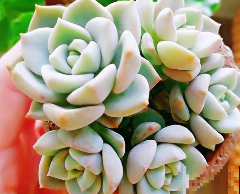 养多肉学会4要点，养出绝美老桩头，杆子比手指头还粗