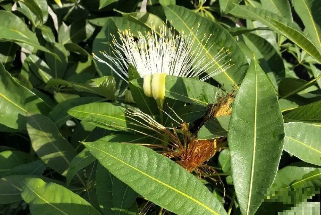 老人常说,6种吉祥花,轻易不开花,开花据说有好运 老人常说,6种吉祥花,轻易不开花,开花据说有好运