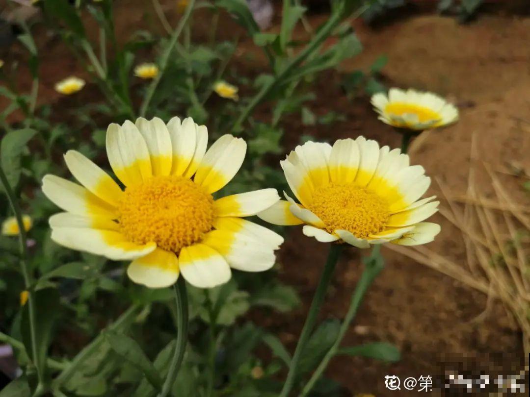50种花春天播种,长满小院子,能开一整年 50种花春天播种,长满小院子,能开一整年
