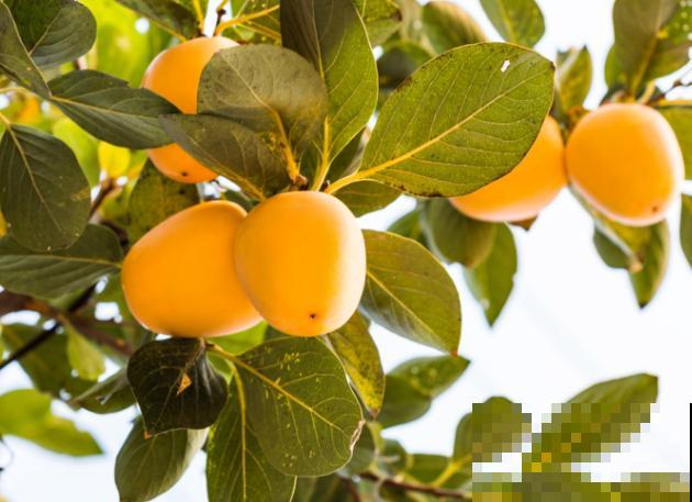 好吃的柿子，养护要注意这4点，结果又大又甜